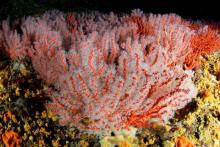 Corail rouge de Méditerranée