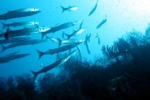Barracudas sur tombant de coralligènes