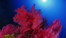 Coralligène